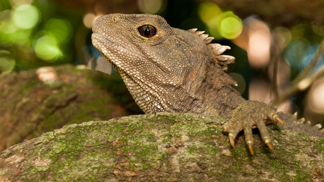 Tuatara.