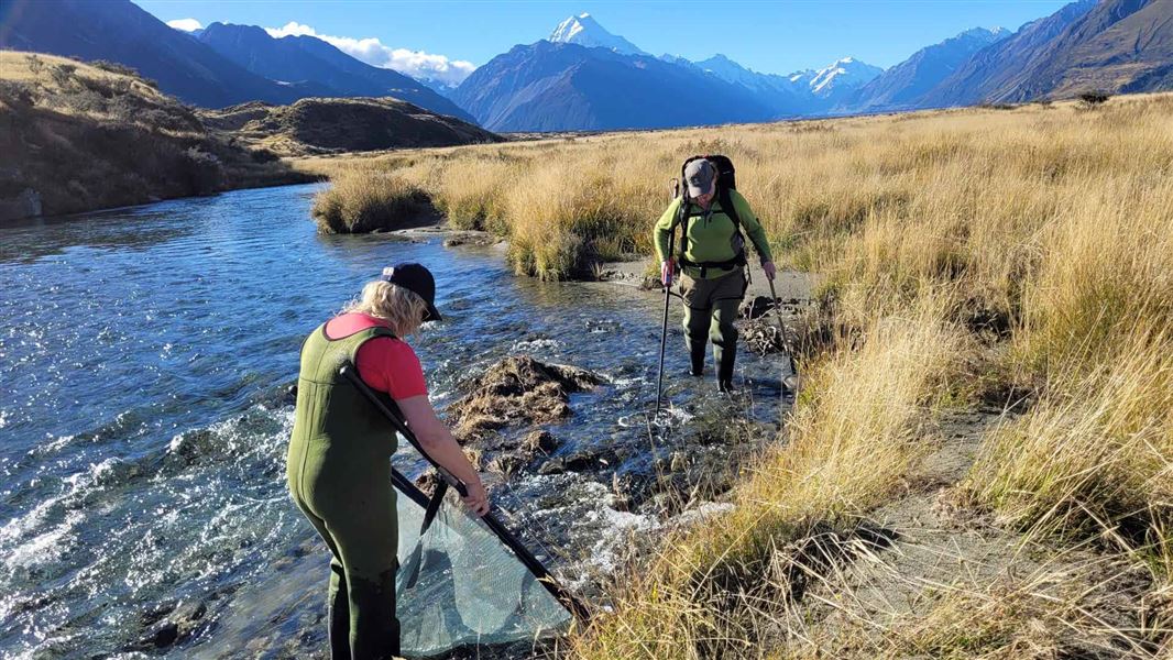 Two DOC staff in waders in a stream  monitoring fresh water fish. 