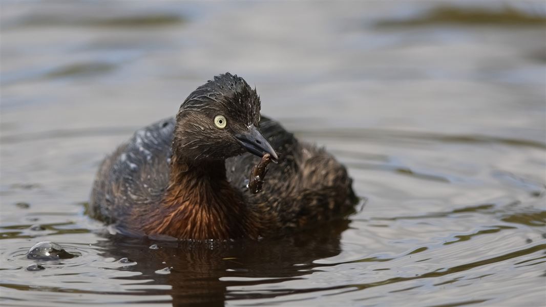 A threatened dabchick.