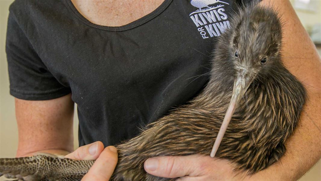 A kiwi being held by a person.