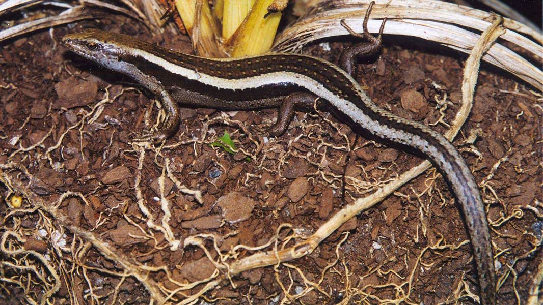 Striped skink. 