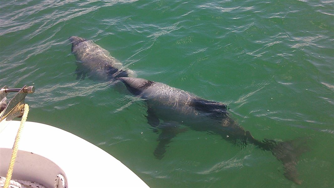 Two Hector's dolphins in the Firth of Thames in October 2023.