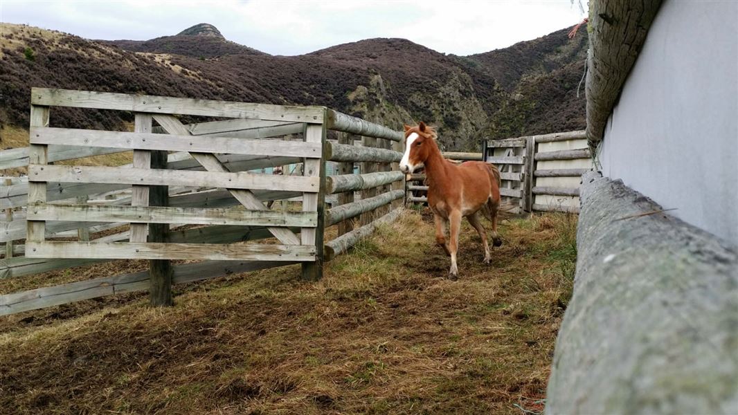 Kaimanawa horse. 