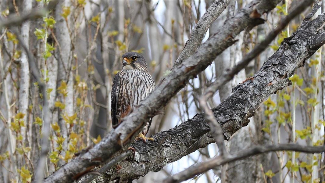 Close up of a bird on a tree branch