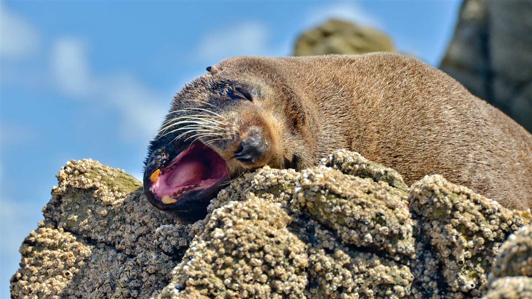 Seal on rock. 