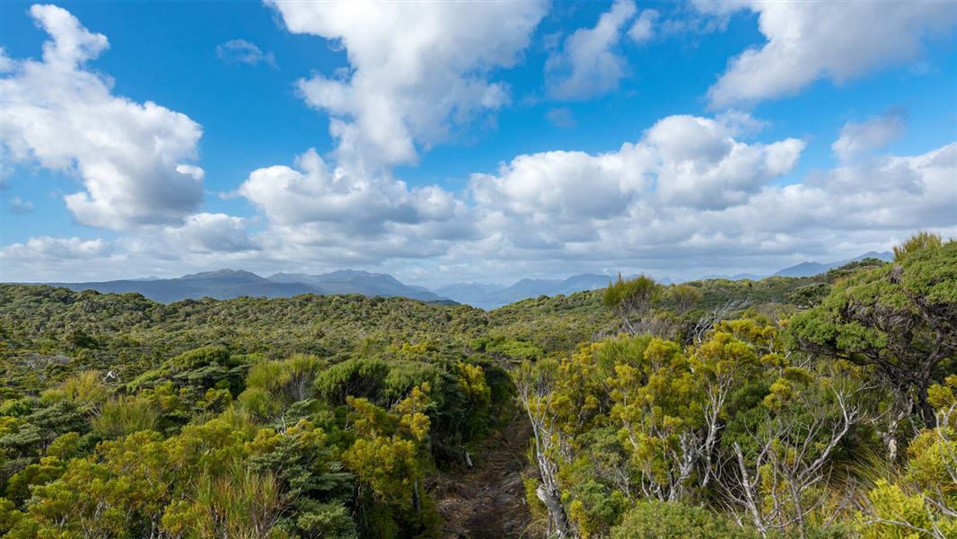 View over low green shrubs out to ranges in the distance on Chalky Island. 