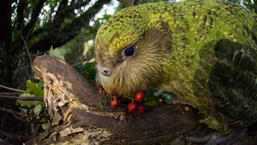 Kākāpō eating supplejack berries. 