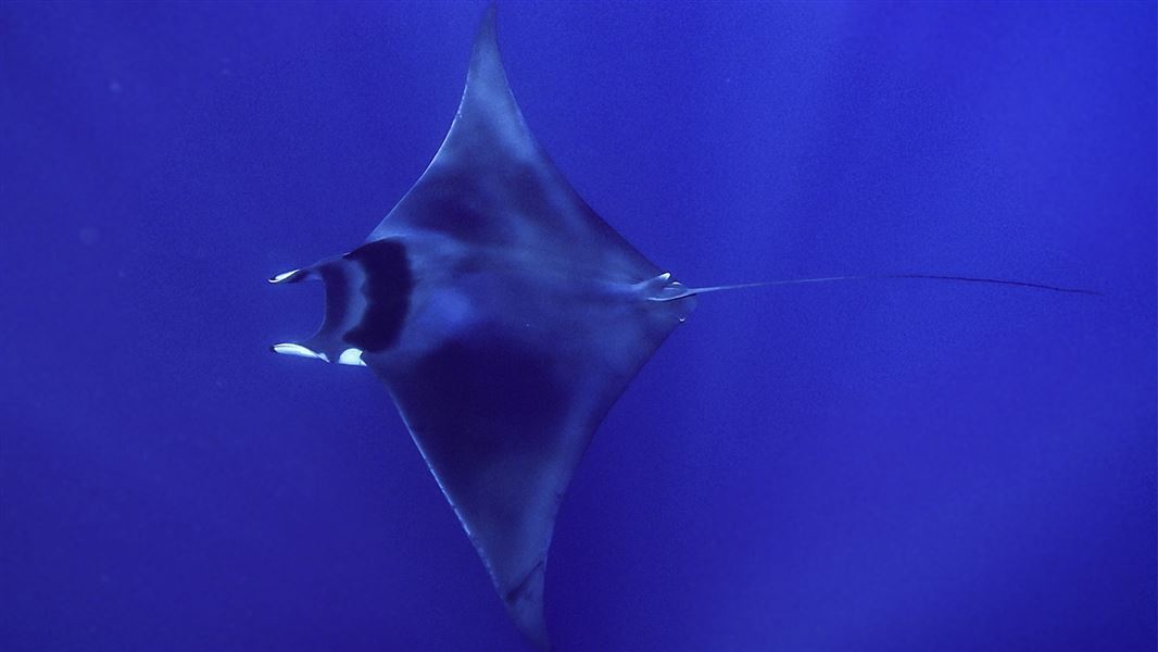 Spinetail devil ray 