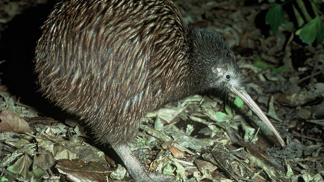 North Island brown kiwi