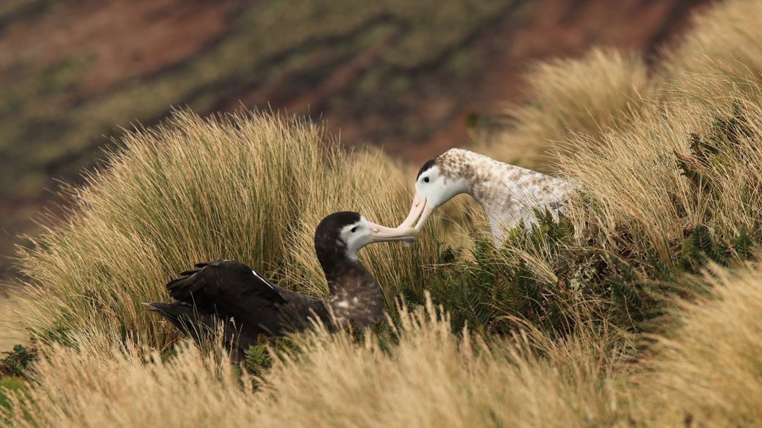 Pair of albatross in grass. 