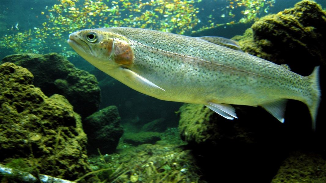 Rainbow trout