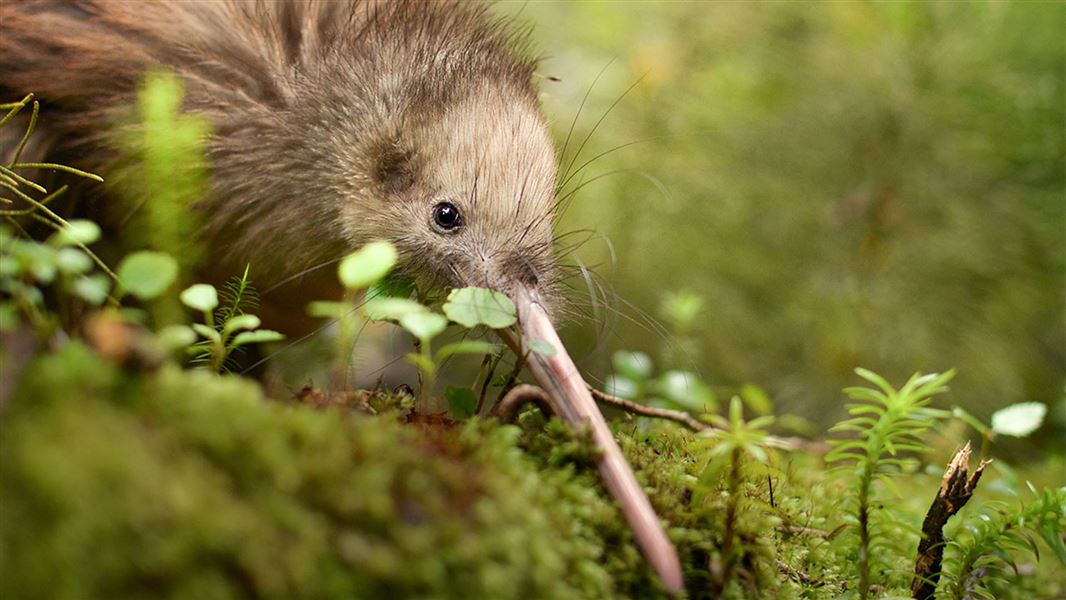 A small kiwi looks at the camera while in the bush