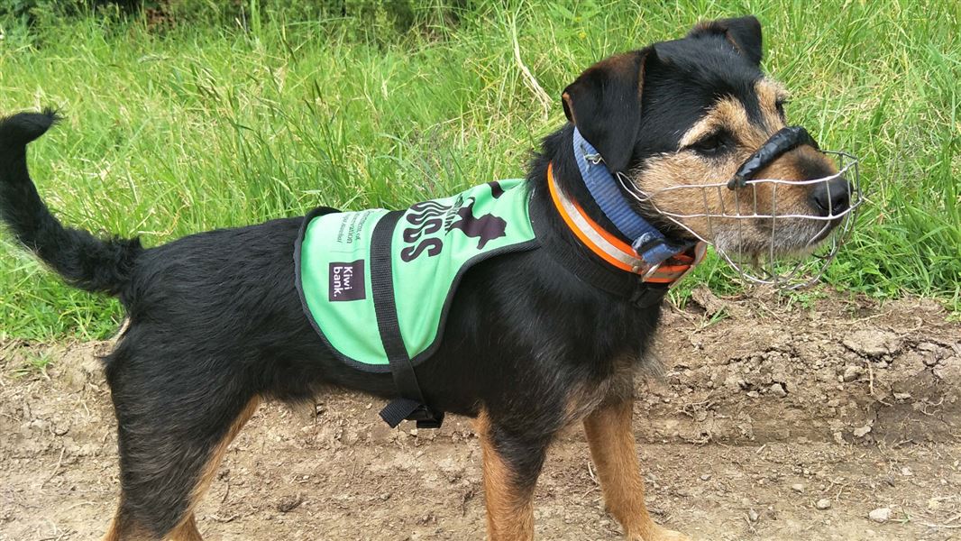 Woody the conservation dog.