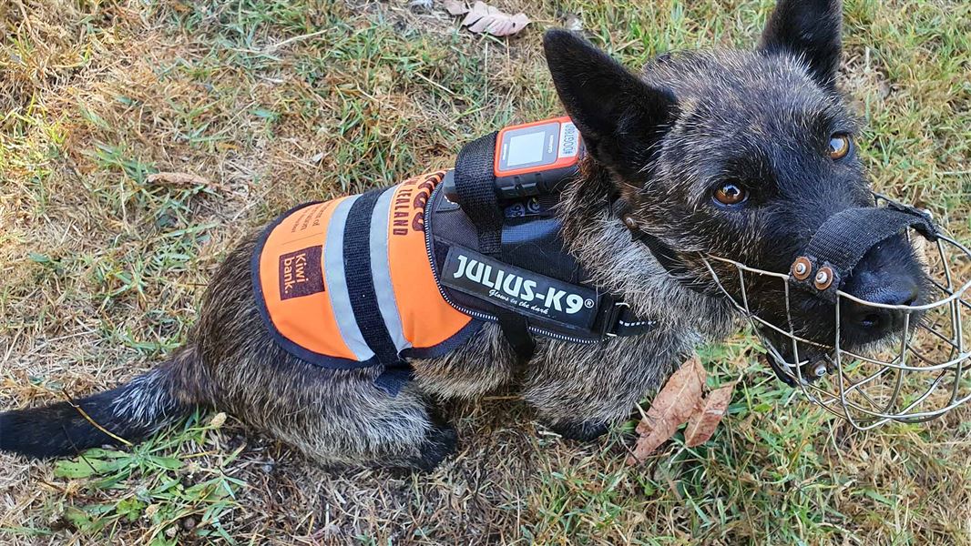 GPS device attached to the back of a muzzled dog