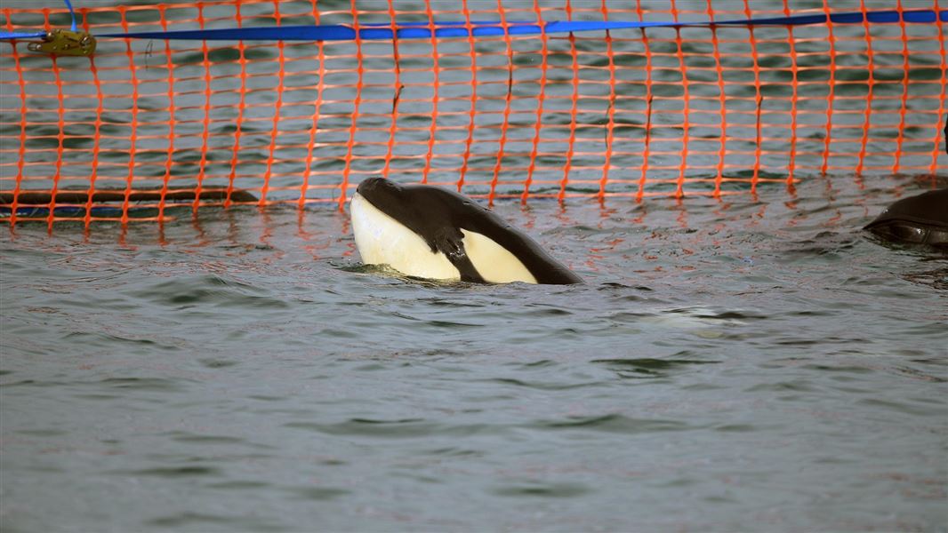 Orca calf swimming by wharf.