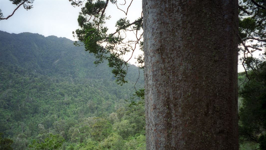 The square kauri tree. 