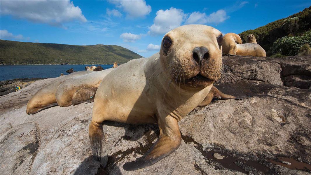 Sea lion pup peering towards camera. 