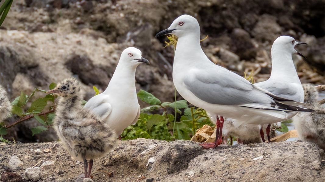 Black-billed gulls are a small gull, more slender than red-billed gulls and with a longer bill