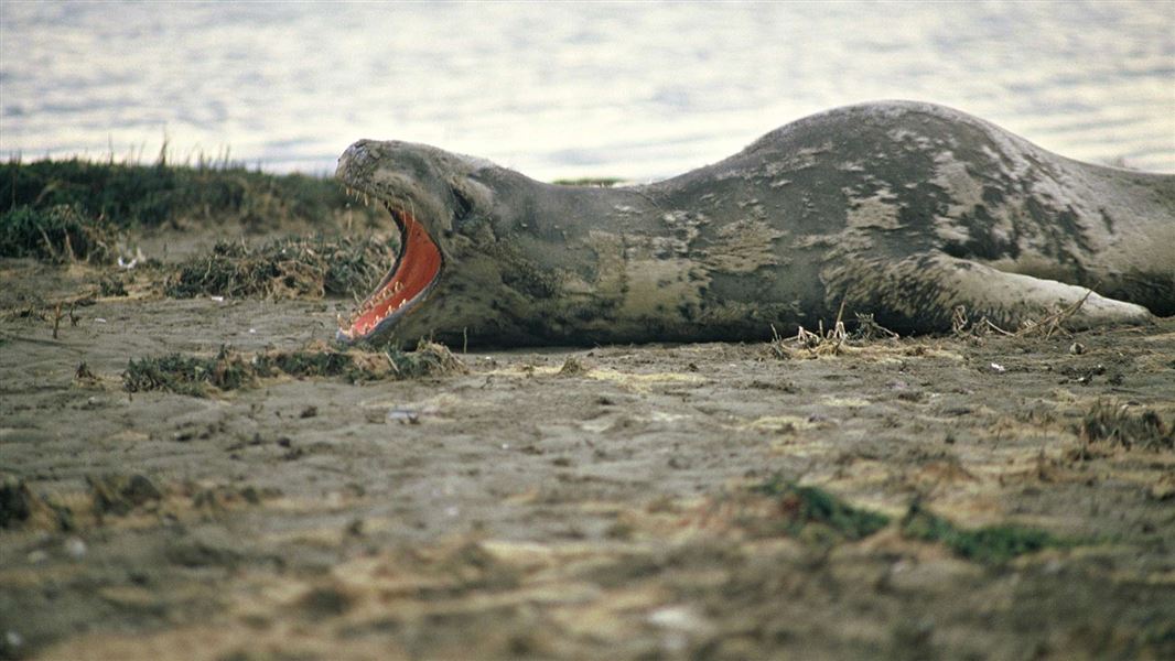 Leopard seal. 