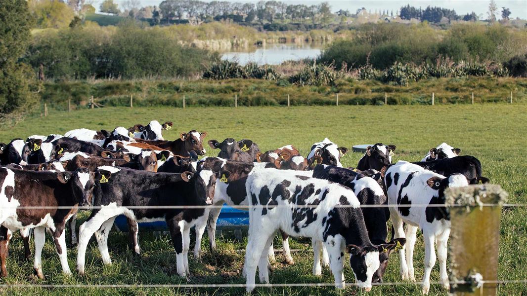 Cows in a field with a fenced river in the background.