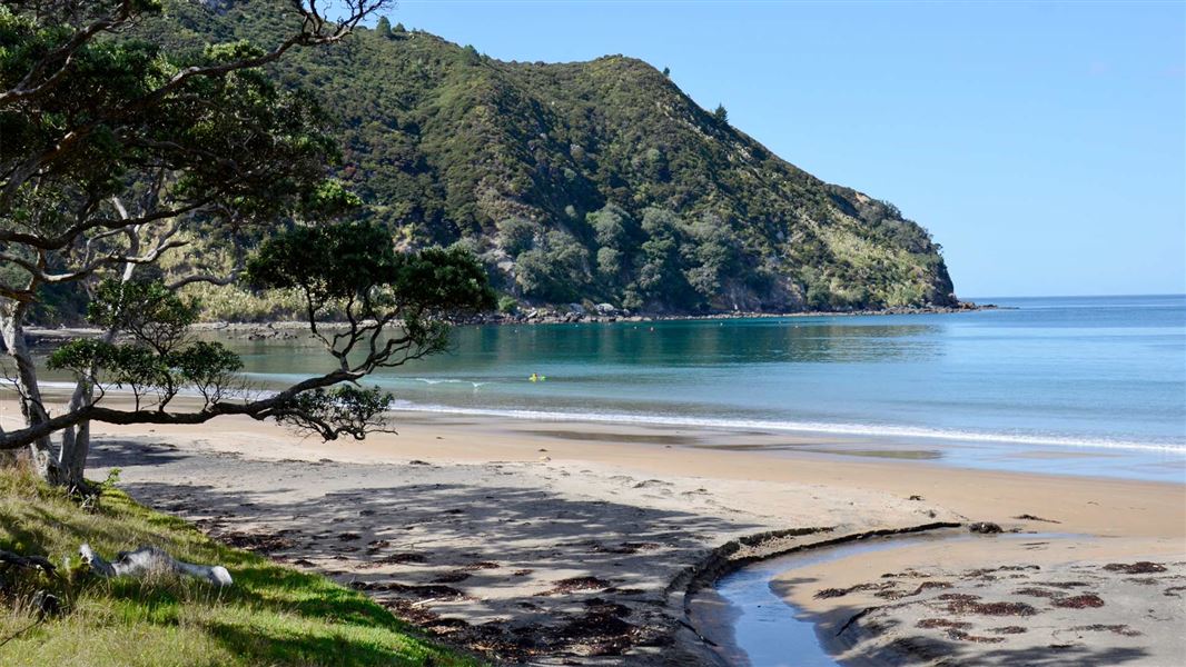 Sandy bay with still ocean and large tree.