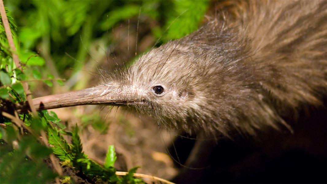 A close up of a kiwi's face exploring the undergrowth