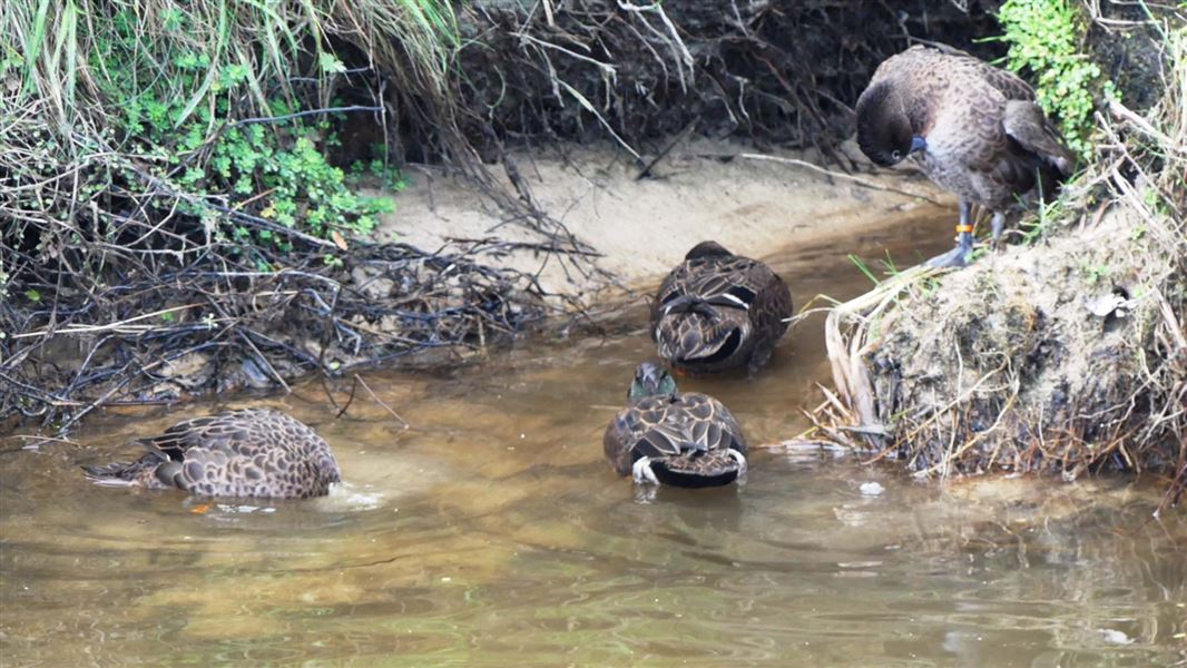 Group of pāteke/brown teal at Abel Tasman. 