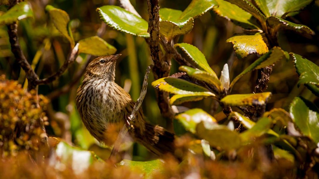 Fernbird. 