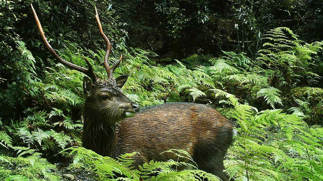 Sika stag. 