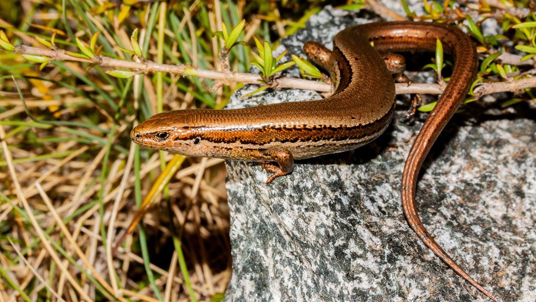 Lizard on rock.