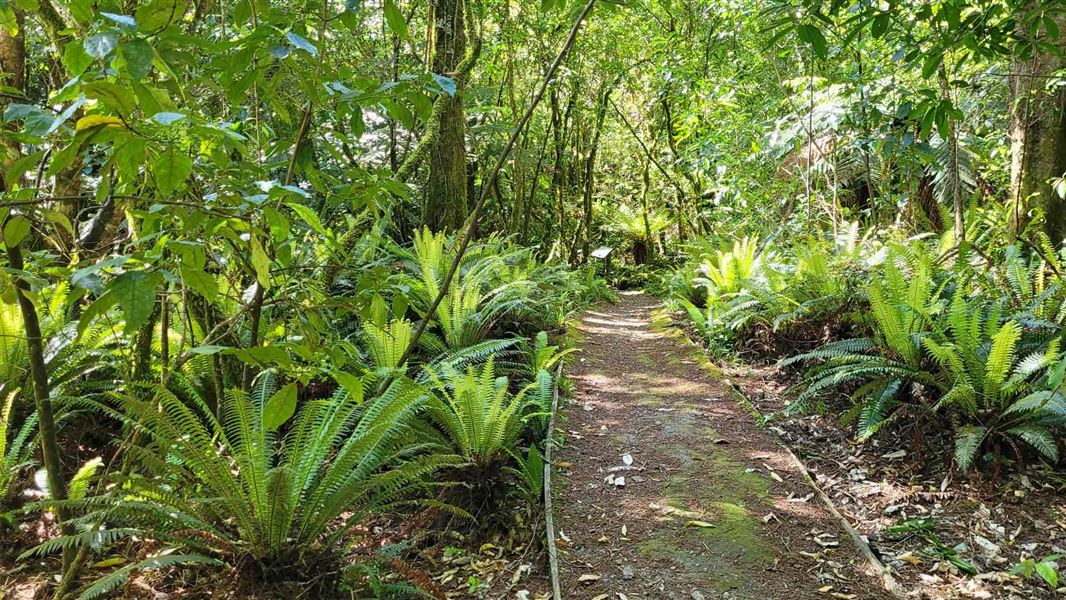 Path leading through green ferns under the bush canopy. 