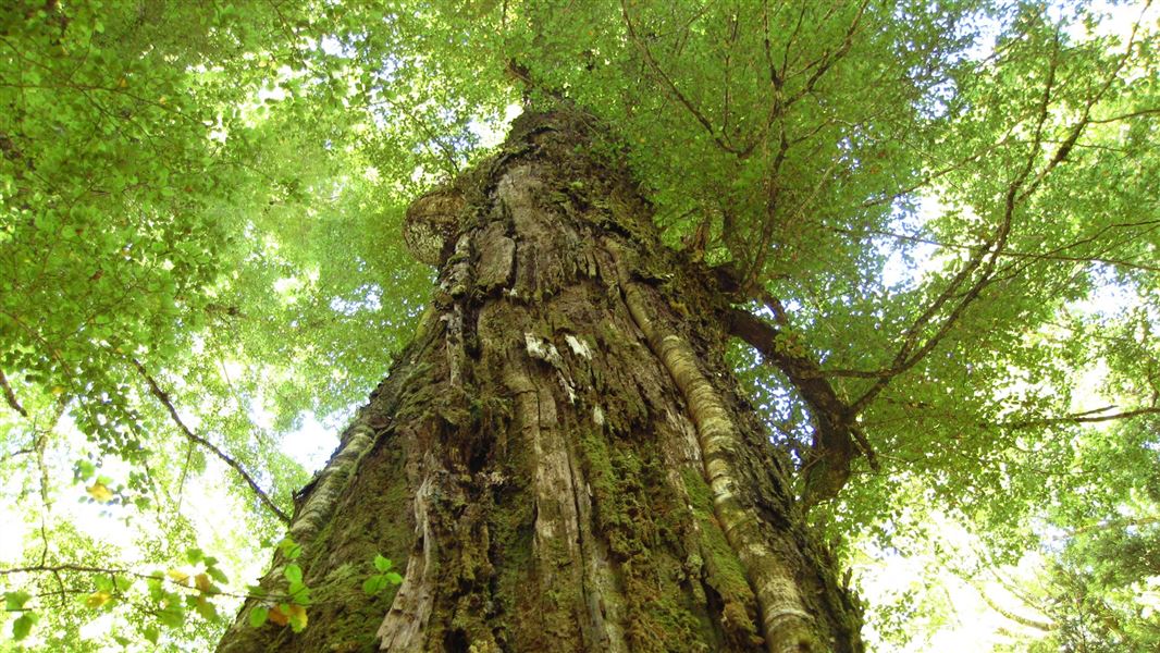 Beech tree.