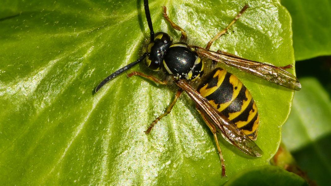 Common wasp. 