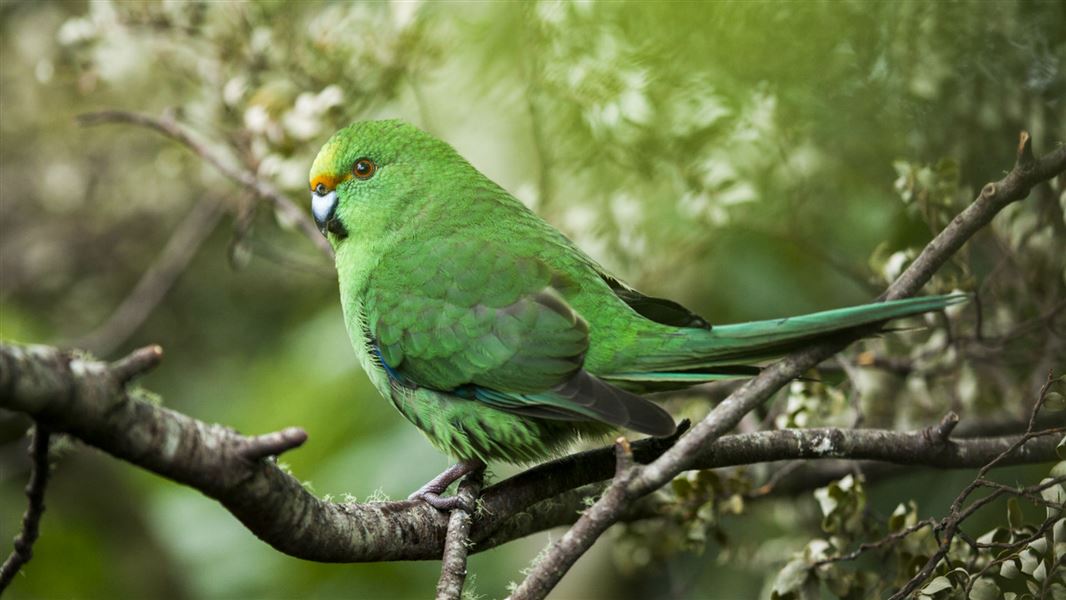 Orange fronted parakeet.