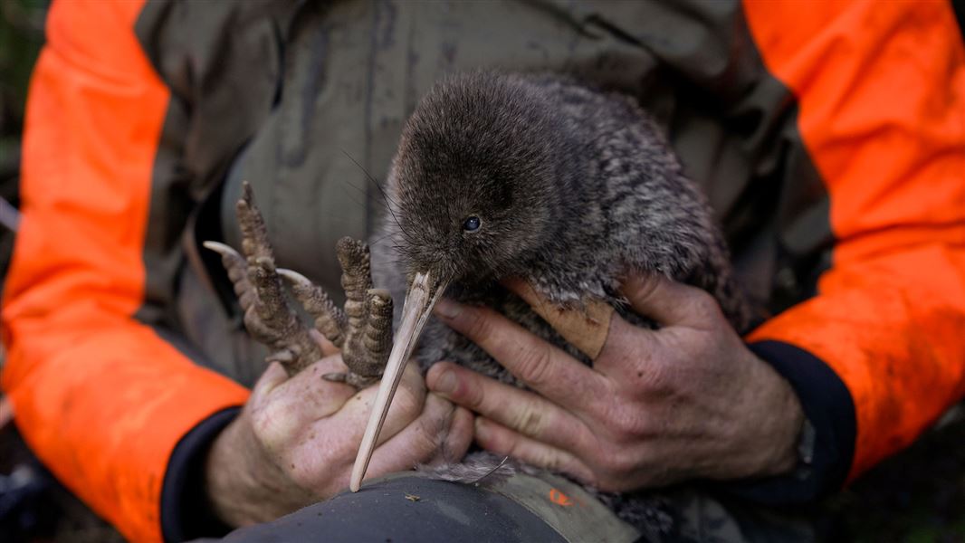 A person holding a A female kiwi pukupuku. 