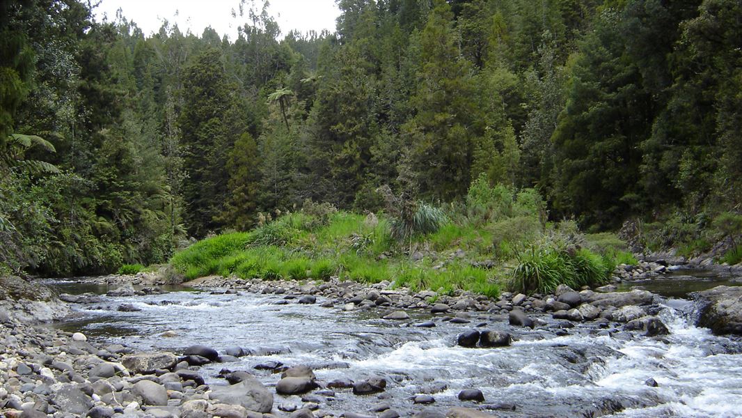 Waitewheta Stream. 