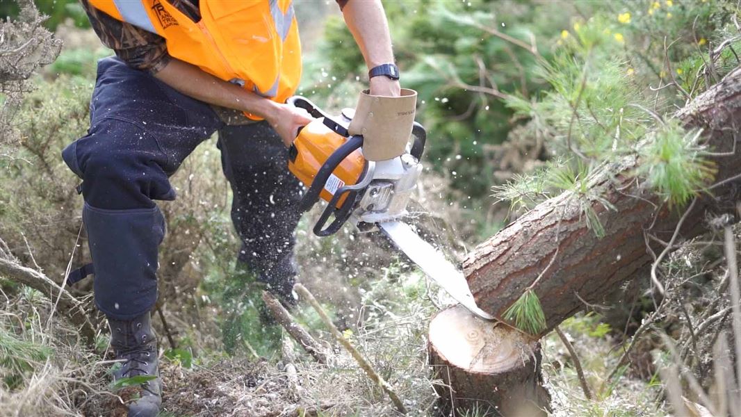 A person in high vis clothing using a chainsaw to cut a tree in half.