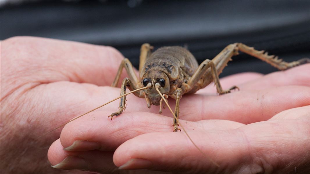 Close up of a giant wētā (insect) in a human hand.