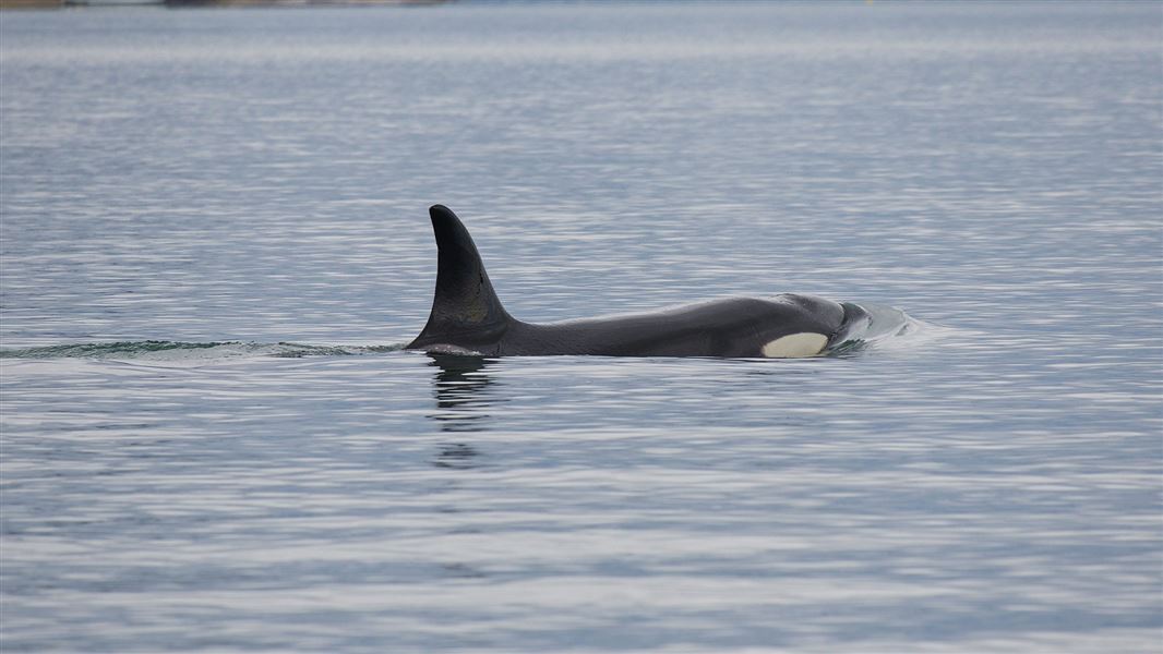 Female orca