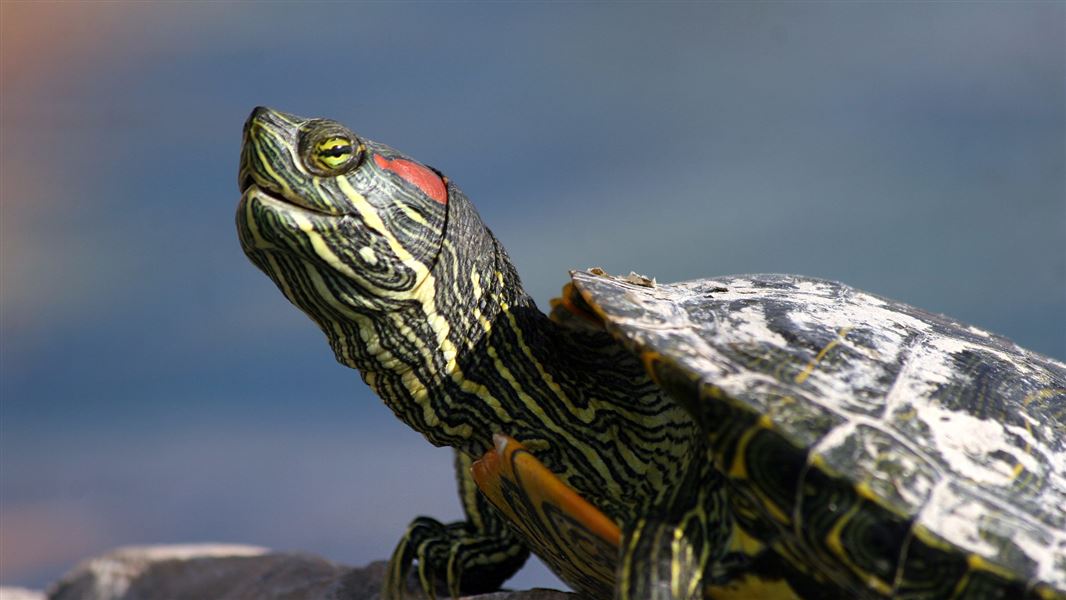 Red-eared slider turtle.