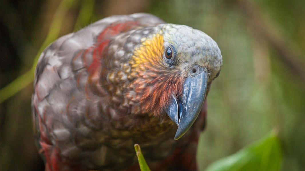 South Island kākā