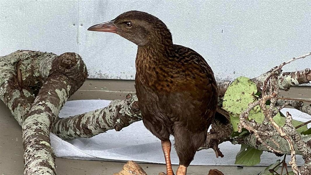 Weka being looked after off display at zoo.