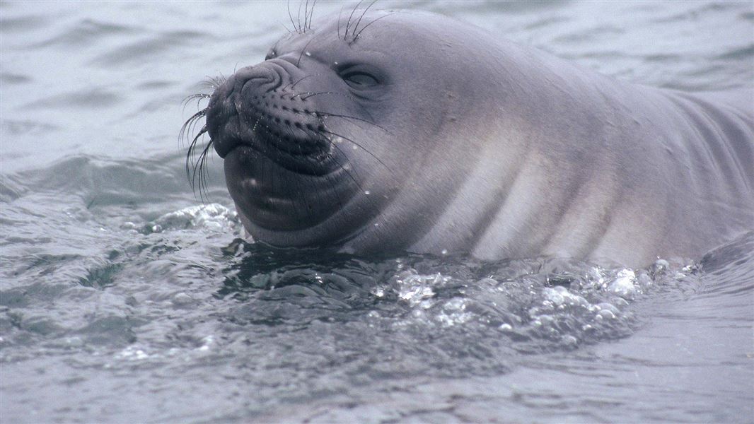 Elephant seal swimming. 