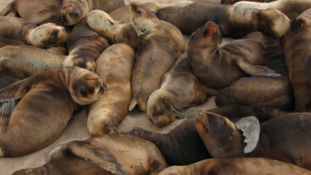 Sea lion colony. 