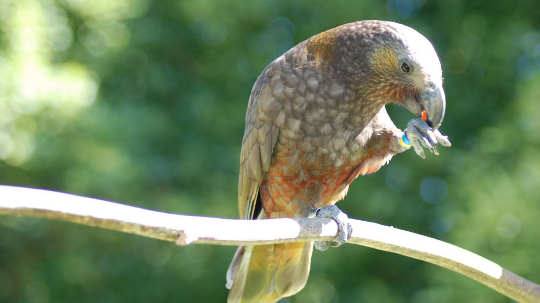 Kākā on branch. 