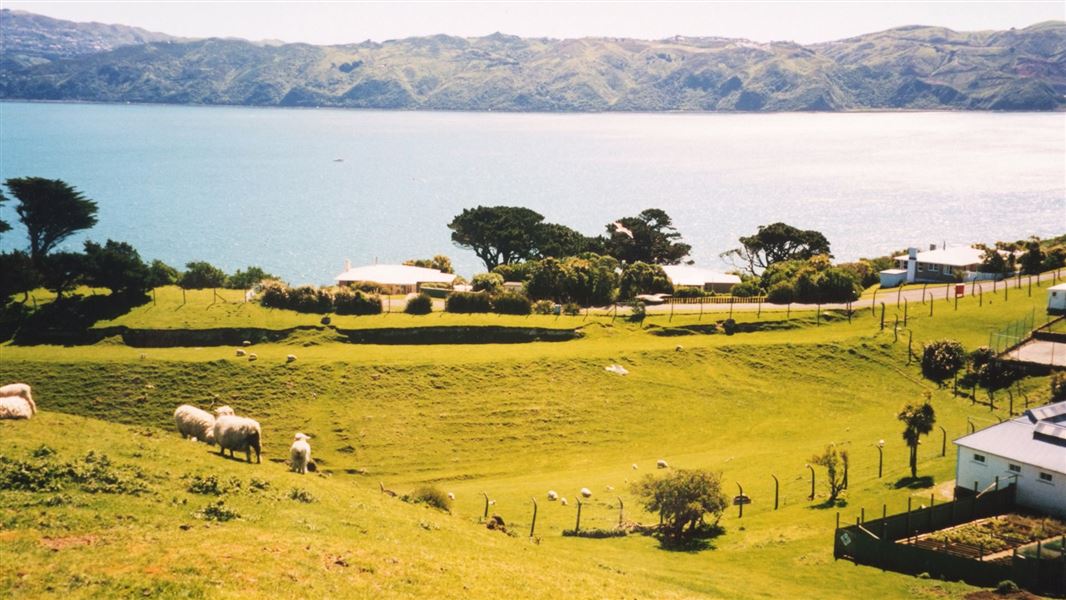 Sheep on Matiu/Somes Island. 