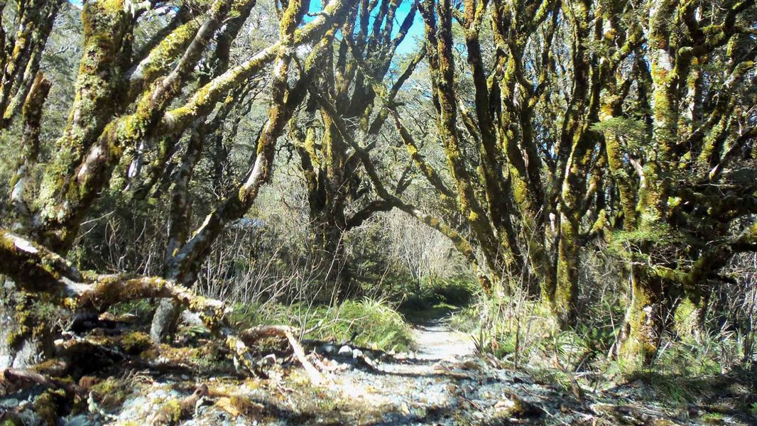 Track through trees on Routeburn Nature Walk. 