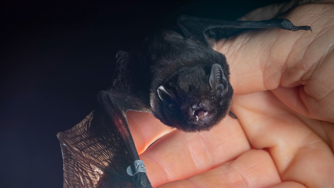 Long-tailed bat on a human hand.