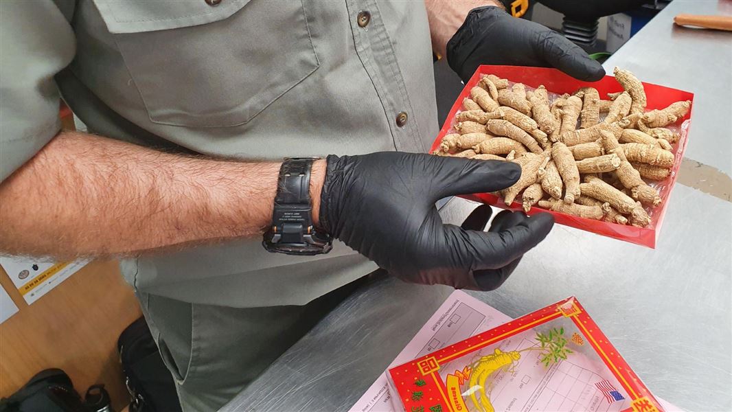 A man wearing protective gloves and holding a tray of american ginseng