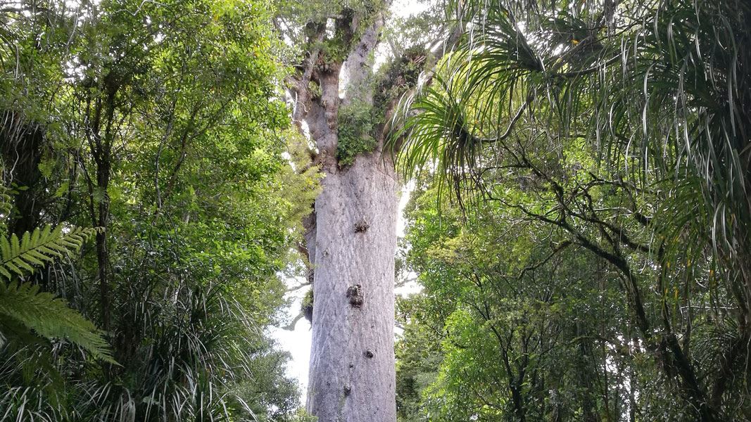 Tane Mahuta. 